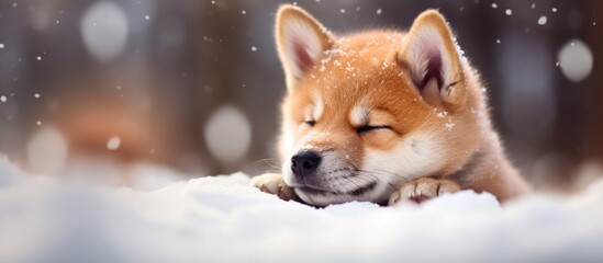 A Shiba Inu puppy, a small carnivorous dog breed, is peacefully laying in the snow with its eyes closed, resembling a fawn in a serene terrestrial wildlife setting - obrazy, fototapety, plakaty
