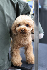 バリカンで毛を剃ってもらっているトイ・プードル