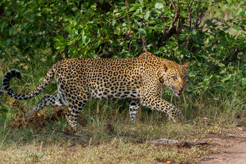 Leopard (Panthera Pardus). This male was having a problem with hyena about his prey in the early morning in Mashatu Game Reserve in the Tuli Block in Botswana                                