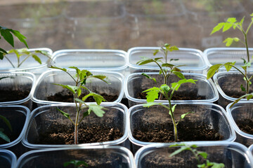 a group of tomato seedlings in plastic containers