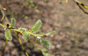 branch of pussy willow isolated copy space 