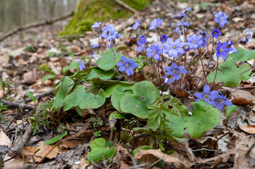 Leberblümchen im Buchenwald