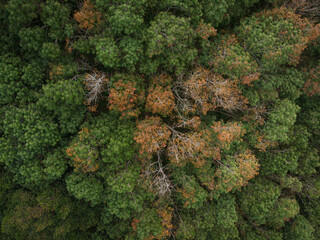 Aerial view green tropical rainforest green tree leaf texture