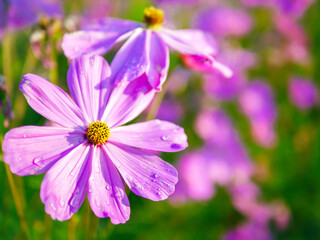 Obraz premium Close-up of beautiful cosmos flowers at cosmos field in moring sunlight. amazing of close-up of cosmos flower. nature flower background.