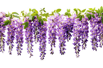 Hanging Flowers Vines Purple Wisteria Flowers isolate on white
