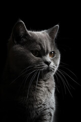 Minimalist  portrait of british cat isolated  on black studio background