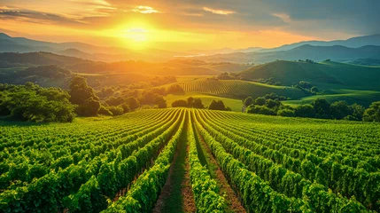 Fototapeten Beautiful landscape of vineyard during sunset. Grapes growing and cultivating, agricultural background. © AB-lifepct