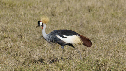South African Crowned Crane wildlife Ngorongoro crater national park Africa Tanzania