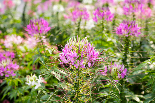 Cleome spinosa flower in the park