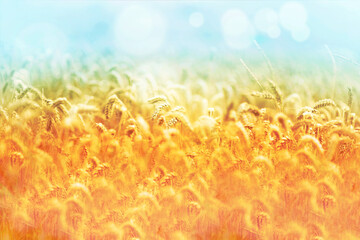 Field, nature and wheat plant in meadow for environment, ecosystem and landscape conservation....