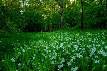 spring forest. white flowers blooming in the forest.