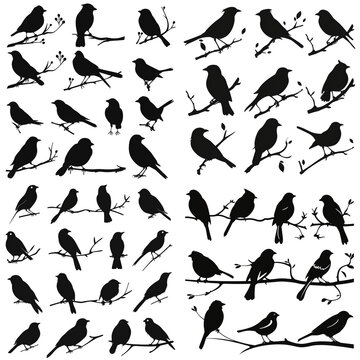 Vector images silhouettes of birds on a branch