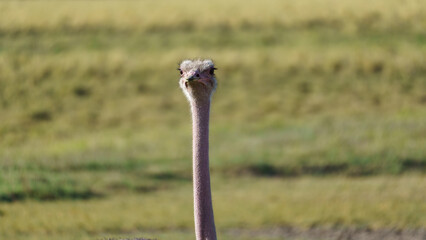ostrich portrait Ngorongoro crater national park Africa Tanzania