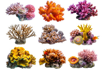 Assorted Types of Corals on White Background