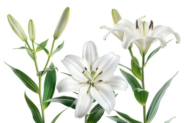 Three White Flowers With Green Leaves on a White Background