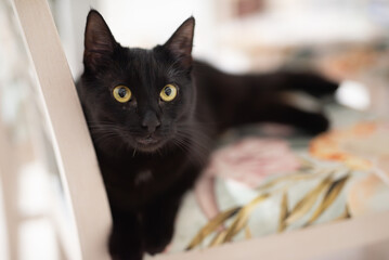 Czarny kot leżący na krześle w kuchni - obrazy, fototapety, plakaty