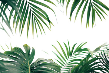 Close Up of Palm Tree Leaves - obrazy, fototapety, plakaty