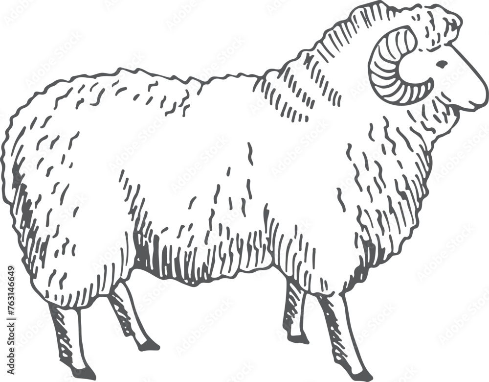 Wall mural Ram sketch. Horned farm animal. Wool sheep