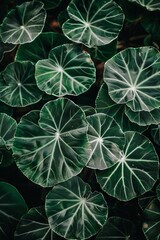 A large field of monstera leaves, shot from above at a low angle in the style of unsplash photography