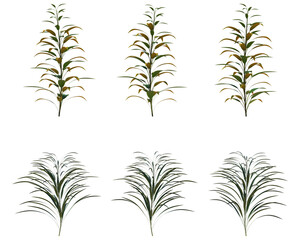 Collection Of Plant Front View - Bundle Collection Of Green Plant  PNG