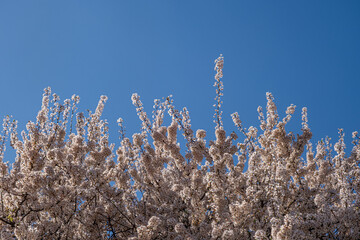 Spring with Blooming flowers on tree branches