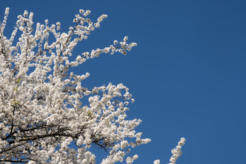 Spring with Blooming flowers on tree branches