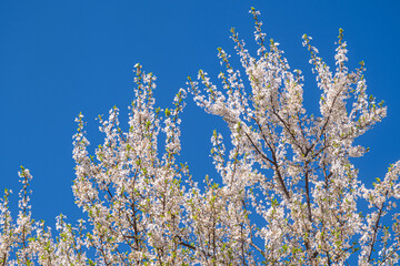 Spring with Blooming flowers on tree branches
