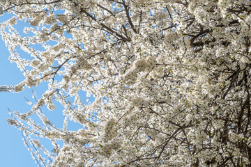 Spring with Blooming flowers on tree branches