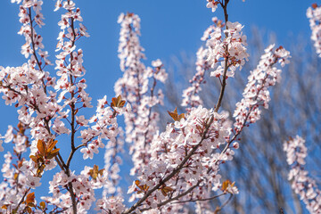 Spring with Blooming flowers on tree branches