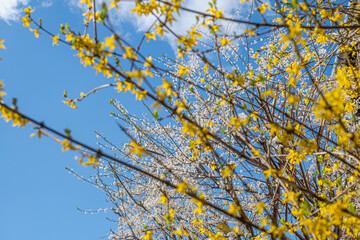 Spring with Blooming flowers on tree branches