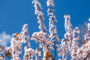 Spring with Blooming flowers on tree branches
