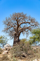 un arbre dans la ville de Dakar au Sénégal en Afrique