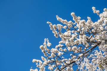 Spring with Blooming flowers on tree branches