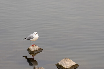 武庫川の水辺に立つカモメ