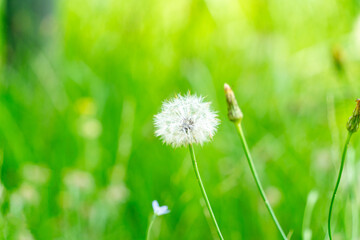 風に揺れるタンポポの綿毛