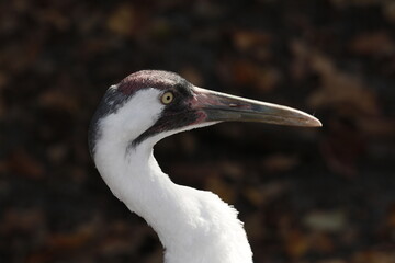 Closeup portrait of  an Endangered Whooping Crane, Grus americana.