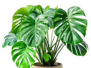 Vibrant green Monstera leaves with natural splits and holes, potted in a simple container, isolated on a white background.