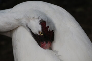 A beautiful closeup portrait of a Whooping Crane, Grus americana, an endangered species. (captive)
