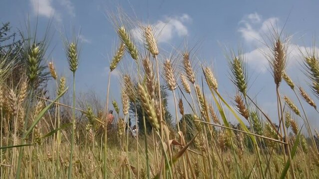 Nashik , India - 20 February 2021,  Field of green wheat at Nashik Maharashtra......