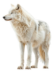 Arctic wolf standing on transparent background - stock png.