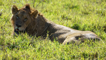 Lion with mane lying in the grass Ngorongoro crater national park Africa Tanzania