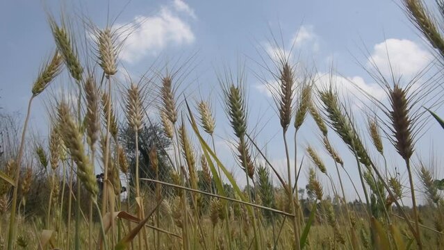 Nashik , India - 20 February 2021,  Field of green wheat at Nashik Maharashtra......