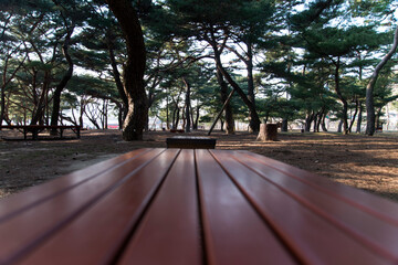 View of the bench in the pine tree forest