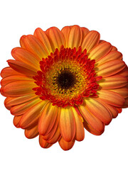 orange gerber daisy