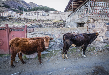 Cows in Gergeti village near Stepantsminda, formerly Kazbegi in Mtskheta-Mtianeti region, Georgia