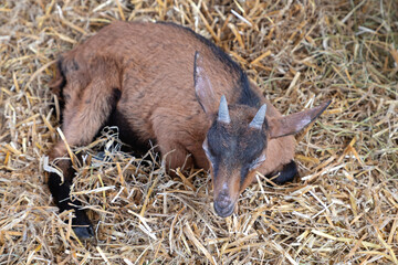 One Brown Goat Laying Down in Straw at Animal Farm