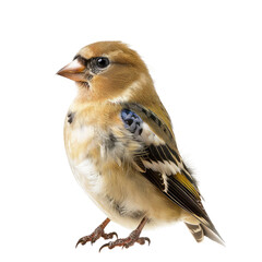 American goldfinch isolated on transparent background