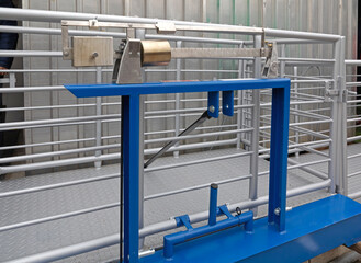 Big Scale With Cage for Livestock Animals at Farm