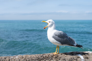 Seagull with grey and white feathers opening its beak and standing in front of the ocean. Biarritz, France.