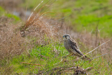 kestrel hunting in bird paradise 